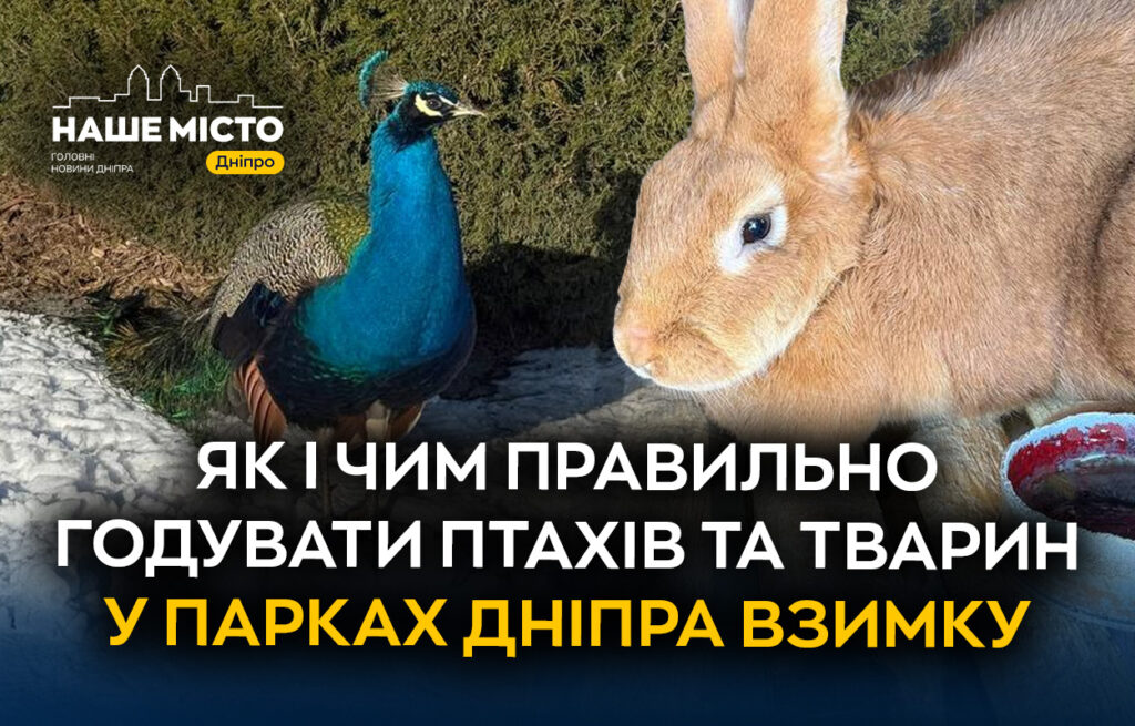 Як годувати птахів у парках Дніпра: корисні поради