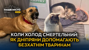 Допомога бездомним тваринам у морози: активізація дніпрян