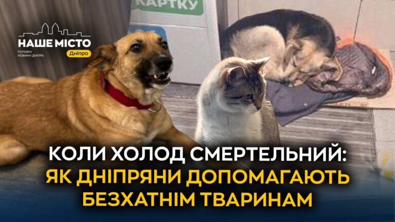 Допомога бездомним тваринам у морози: активізація дніпрян