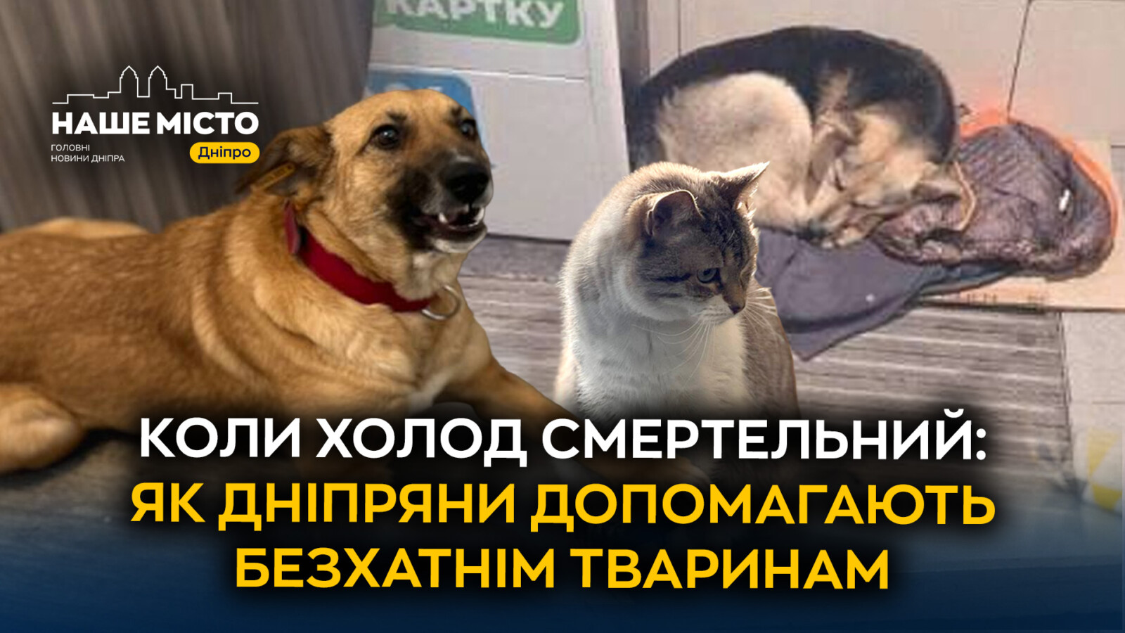 Допомога бездомним тваринам у морози: активізація дніпрян