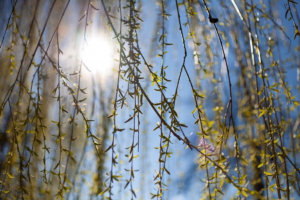 Весняне рівнодення 2026 в Україні: час настання