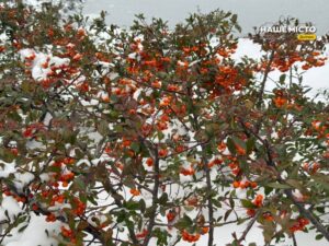 Традиції та прикмети 26 січня: чому цей день особливий