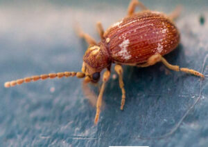 Жук-злодій у Дніпрі: чим небезпечний цей непроханий гість?