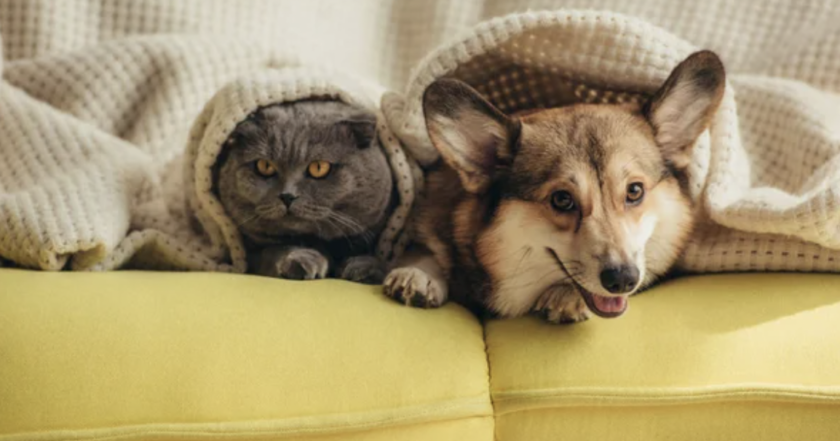 Як захистити домашніх тварин від холоду: поради власникам