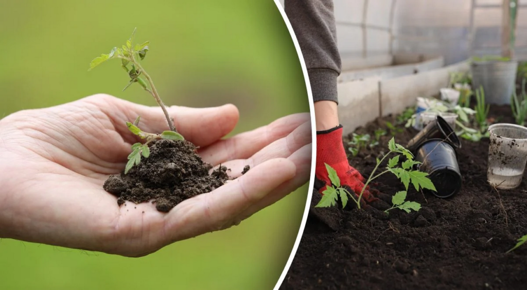 Місячний календар посіву: коли сіяти на розсаду в березні 2026