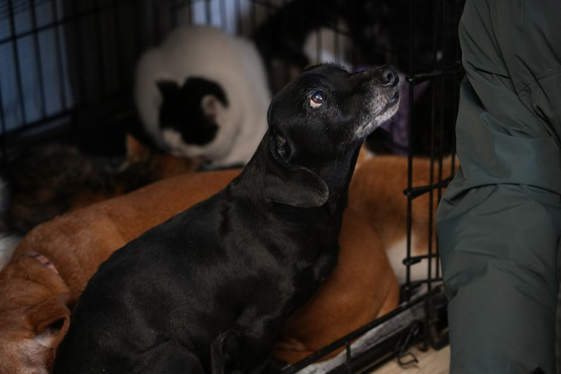 Українські волонтери врятували такс із зони бойових дій