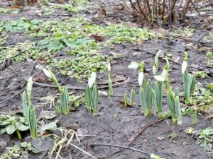 На Монастирському острові у Дніпрі розцвіли підсніжники