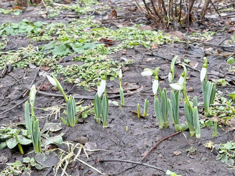 На Монастирському острові у Дніпрі розцвіли підсніжники