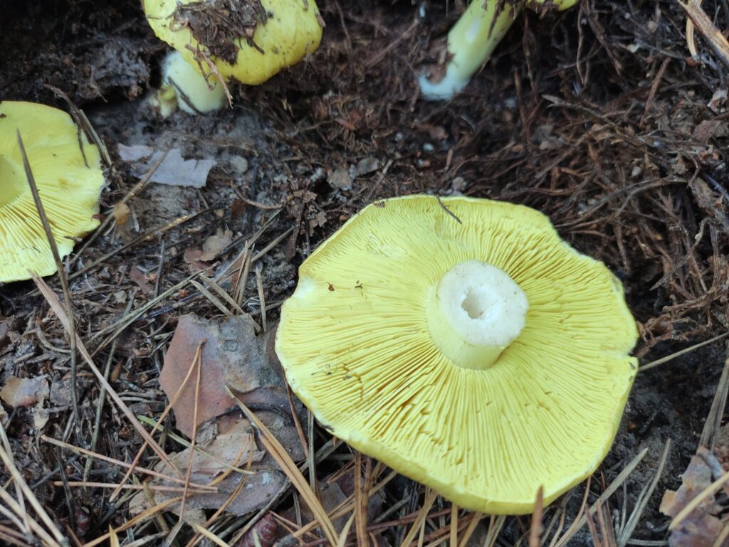 Отруєння консервованими грибами у Кривому Розі