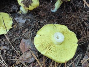 Отруєння консервованими грибами у Кривому Розі