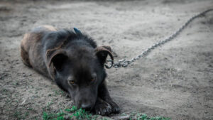 Заборона на тримання собак на ланцюгу: які штрафи?