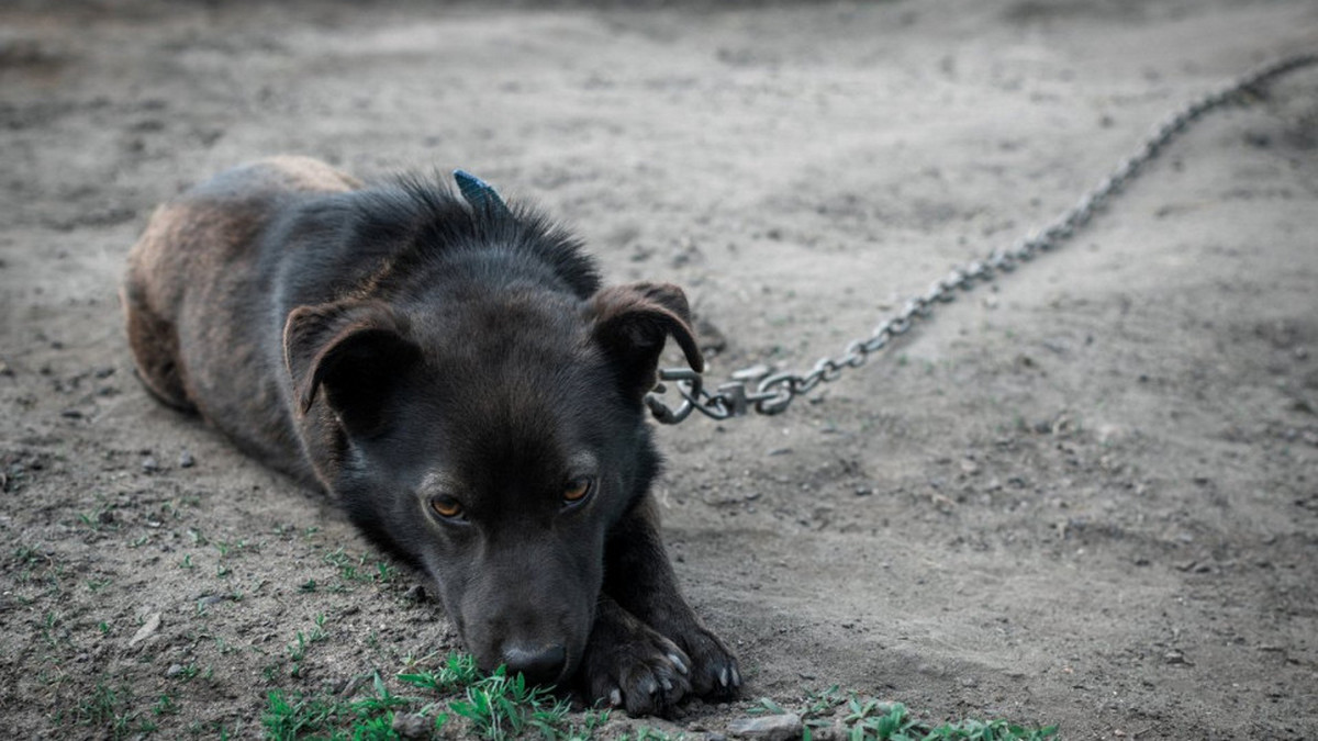 Заборона на тримання собак на ланцюгу: які штрафи?