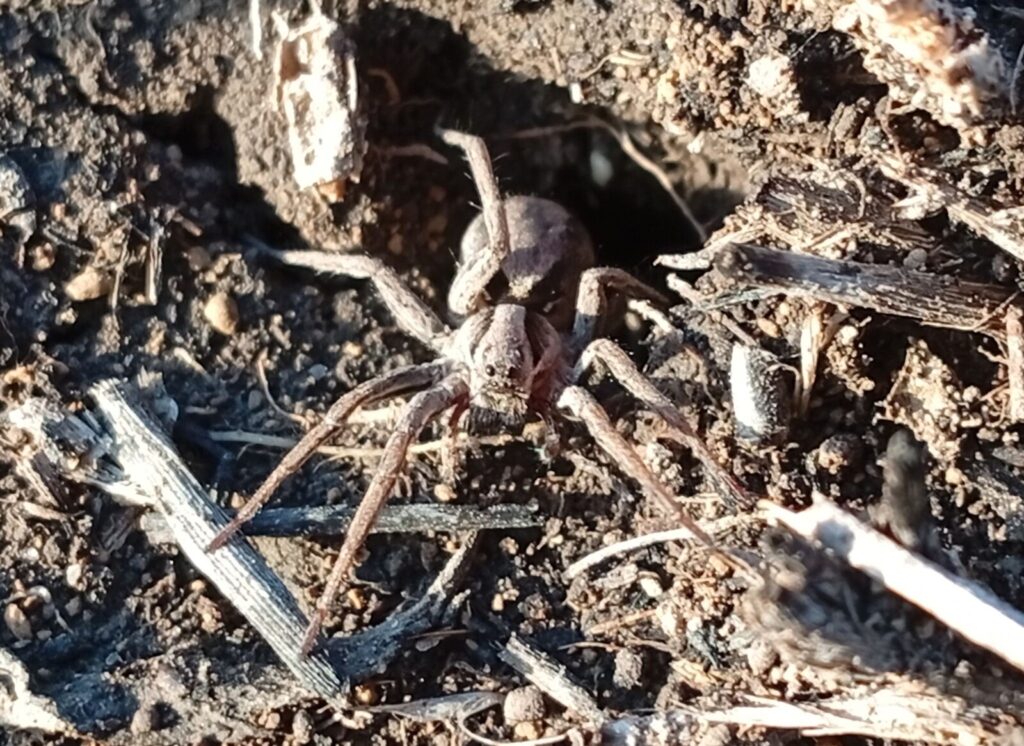 На Дніпропетровщині раніше звичайного помітили активних тарантулів