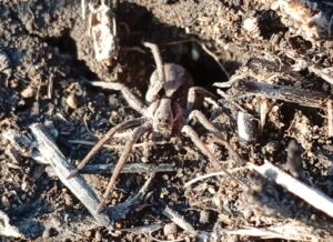 На Дніпропетровщині раніше звичайного помітили активних тарантулів