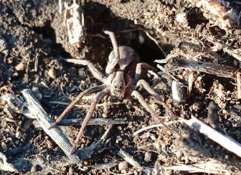 На Дніпропетровщині раніше звичайного помітили активних тарантулів