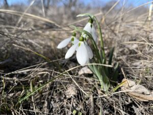 У степах Дніпропетровщини зацвіли рідкісні червонокнижні рослини