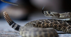 На Дніпропетровщині зросла кількість укусів змій у 2025 році