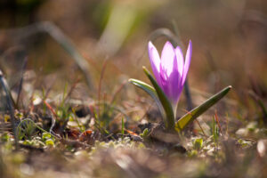 У Дніпропетровській області зацвіла рідкісна червонокнижна брандушка