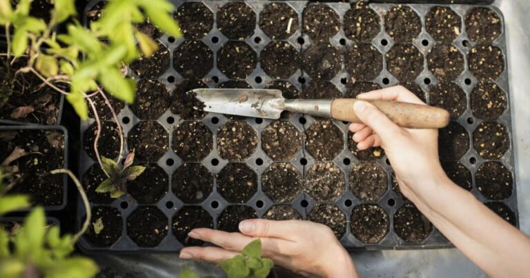 Оптимальний час для посіву: календар городника на березень 2026