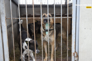 Стерилізація тварин у Дніпрі як захист від безпритульності