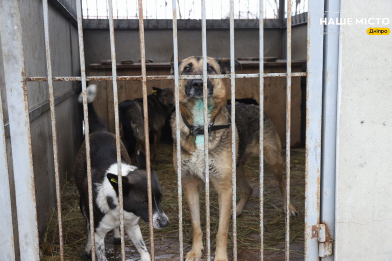 Стерилізація тварин у Дніпрі як захист від безпритульності