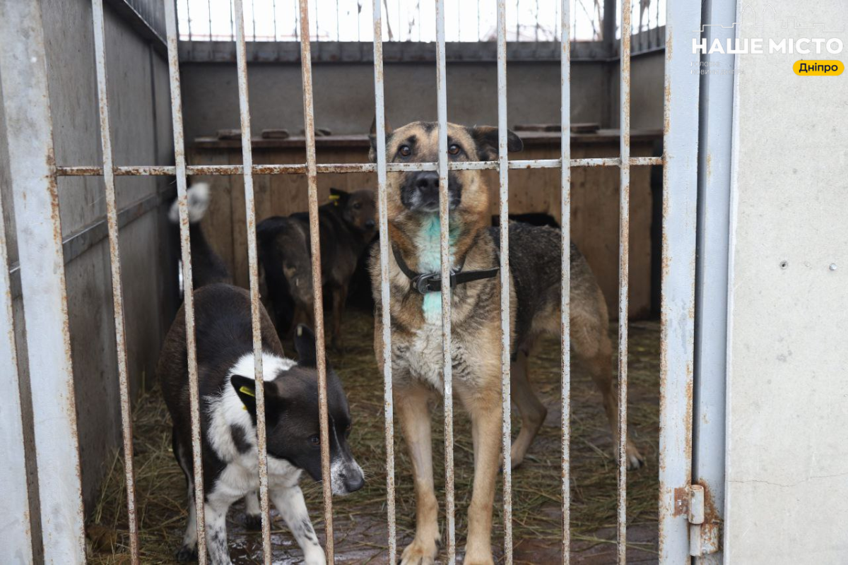 Стерилізація тварин у Дніпрі як захист від безпритульності