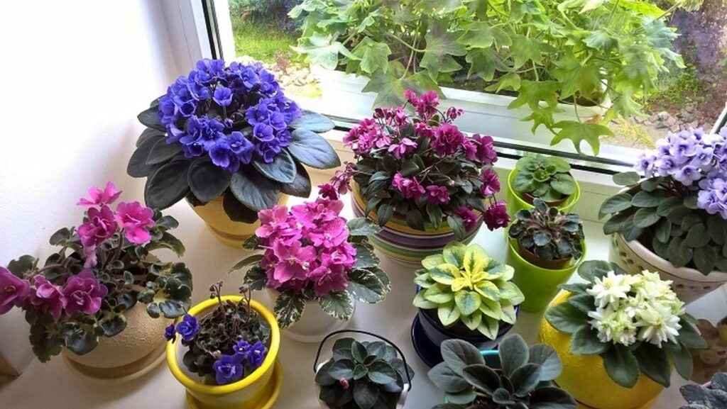 Три рослини, які приносять щастя у ваш дім