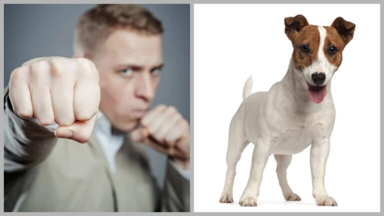 У Дніпрі охоронець побив власника тер’єра: суд призначив громадські роботи