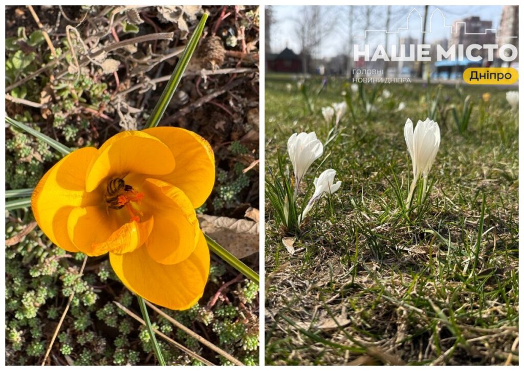 У Дніпрі розквітли крокуси: знак наближення весни