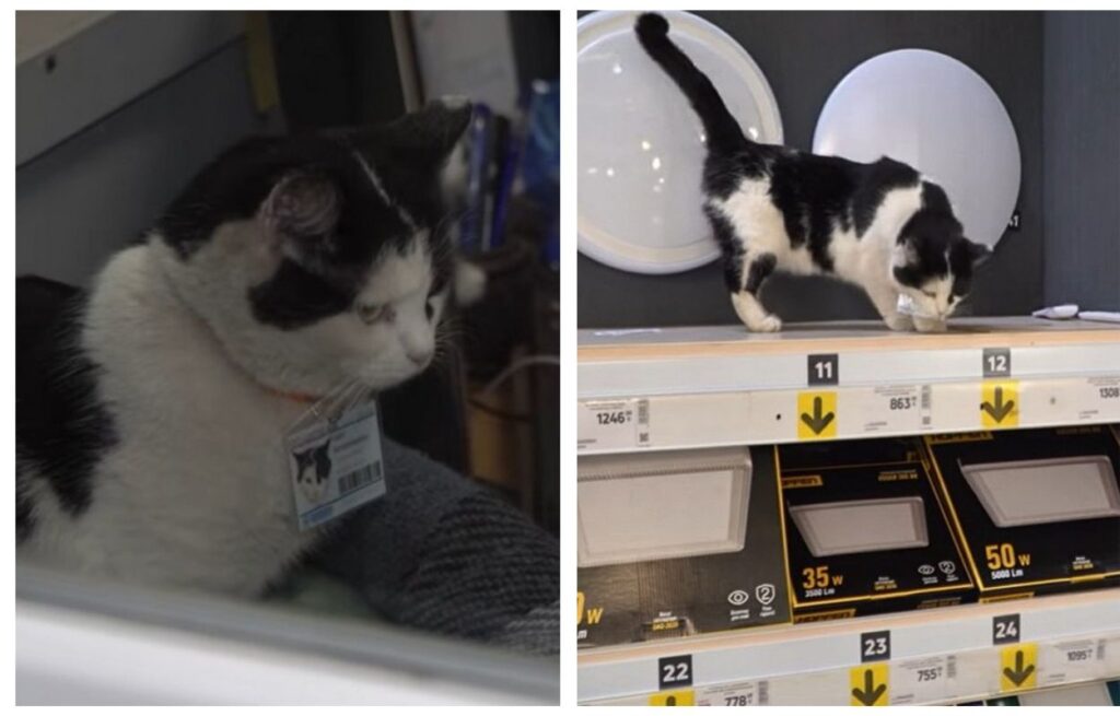 У Кривому Розі кішка Софія Володимирівна працює у гіпермаркеті