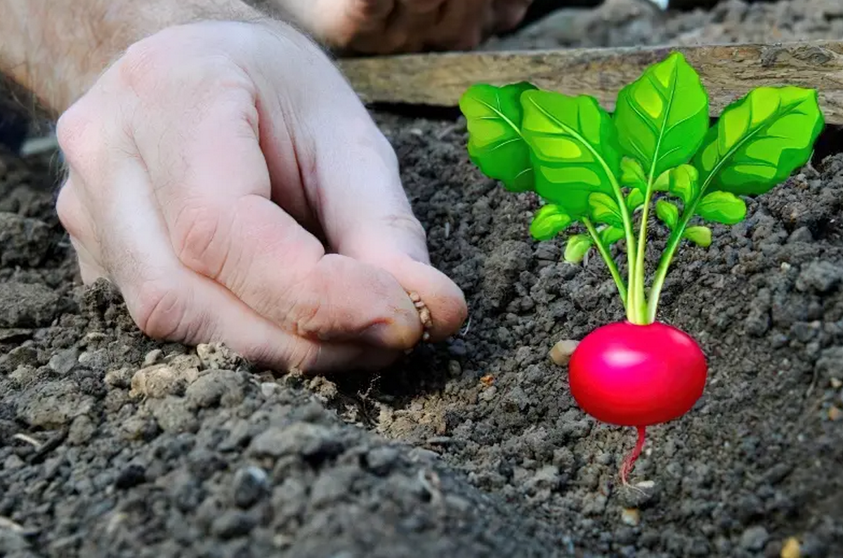 Найкращий час для посіву редиски навесні 2026 року