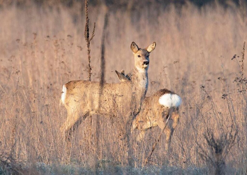 В Україні розпочинається «сезон тиші»: правила та обмеження