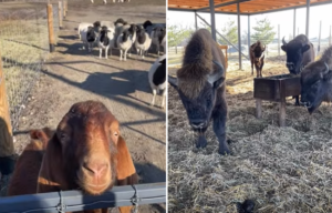 Під Дніпром відкрили екопарк для рідкісних тварин