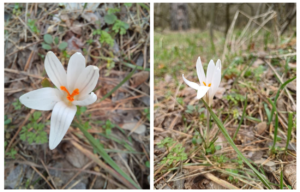 Біля Дніпра в заповіднику знову зацвіла рідкісна рослина шафран сітчастий