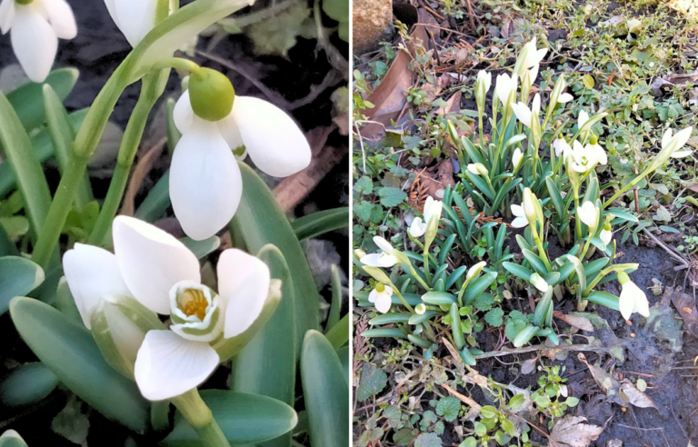 У Дніпрі розцвіла весна: перші підсніжники у ботсаду
