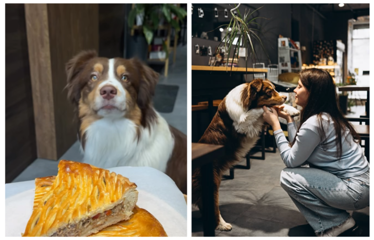 У Дніпрі відкрили кавбар з австралійськими вівчарками Лілу та Чіп