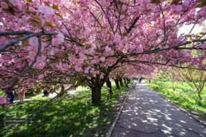 Тепло до +15 та нічні заморозки в Україні: погода на тиждень