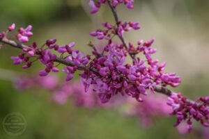 Весняне рівнодення 2026: як і коли зустрічати весну