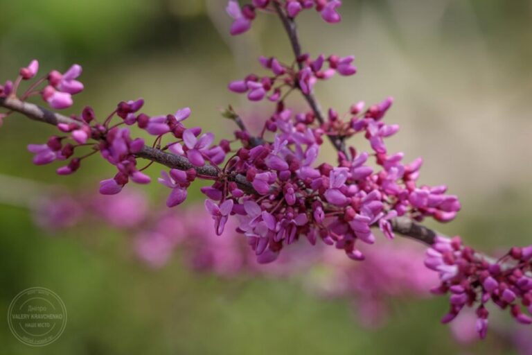 Весняне рівнодення 2026: як і коли зустрічати весну