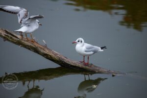 9 березня: Шевченко та Сорок святих