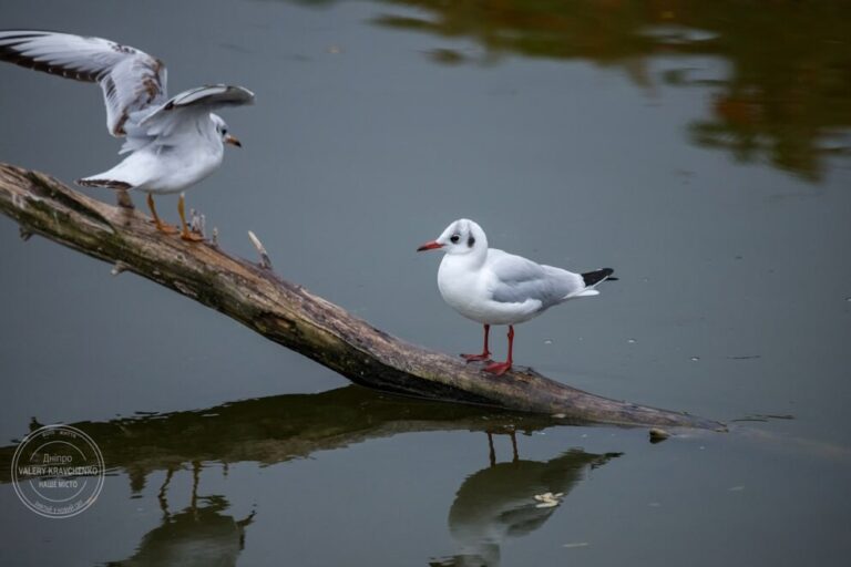 Традиції і вірування 13 березня: день пам’яті святого Никифора
