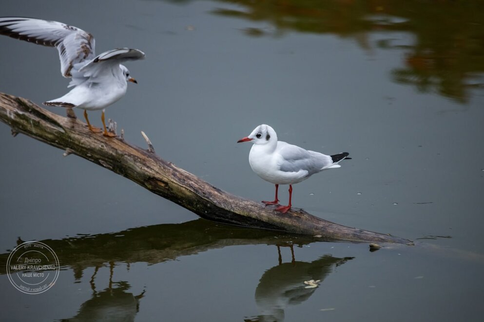 Традиції і вірування 13 березня: день пам'яті святого Никифора