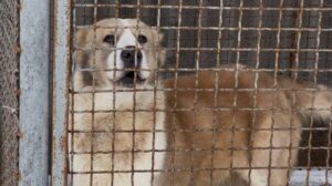 Волонтери Save Animals Ukraine врятували понад 3600 тварин з прифронтових зон