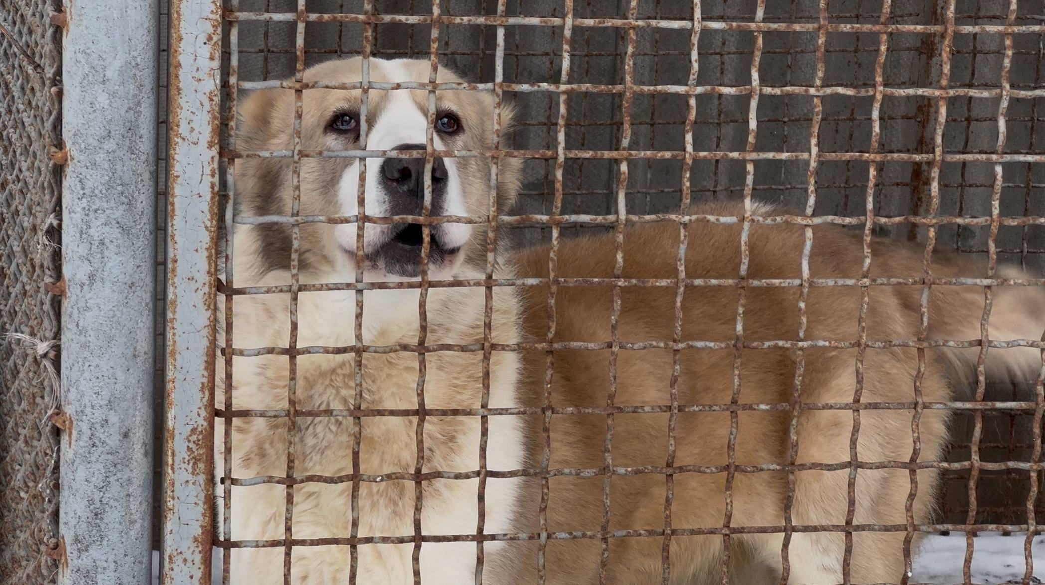Волонтери Save Animals Ukraine врятували понад 3600 тварин з прифронтових зон