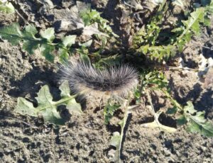 На Дніпропетровщині зафіксували рідкісну пухнасту гусінь ведмедика