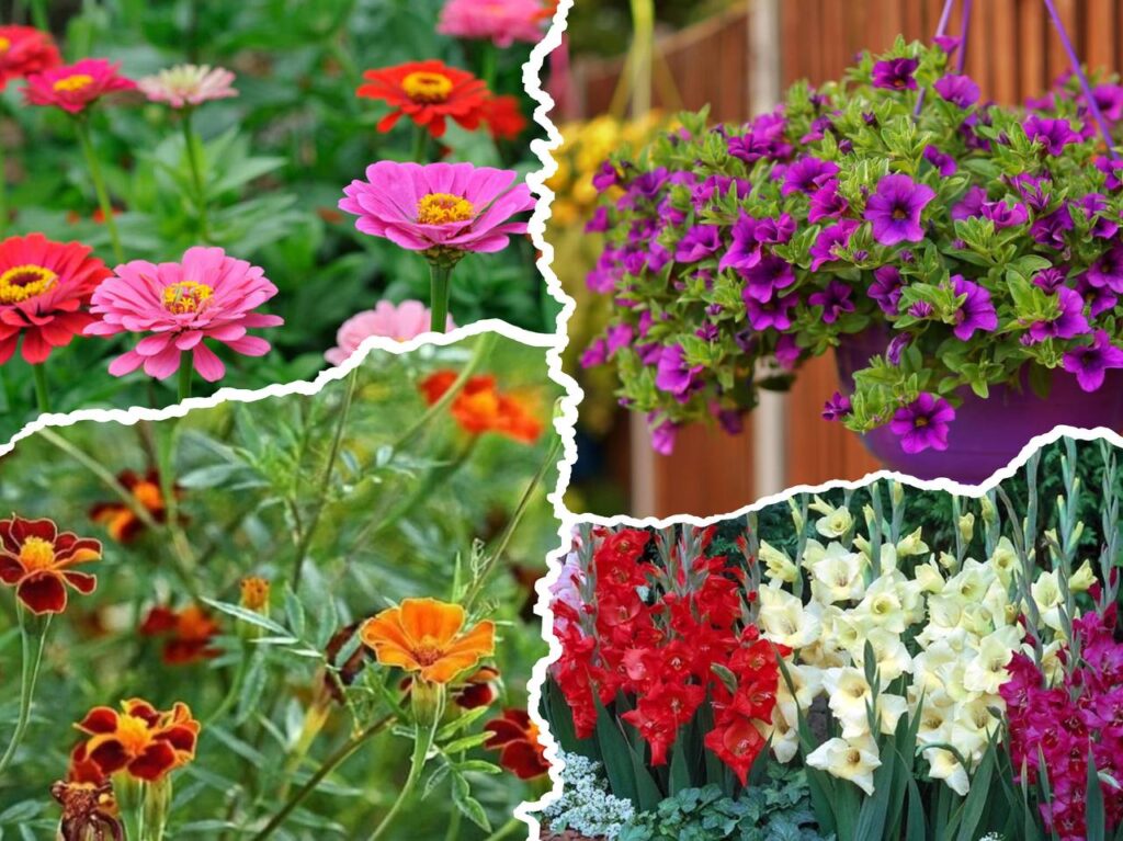 Швидкорослі квіти для яскравих клумб у Дніпрі навесні