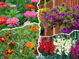 Швидкорослі квіти для яскравих клумб у Дніпрі навесні