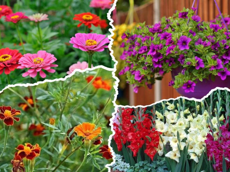 Швидкорослі квіти для яскравих клумб у Дніпрі навесні