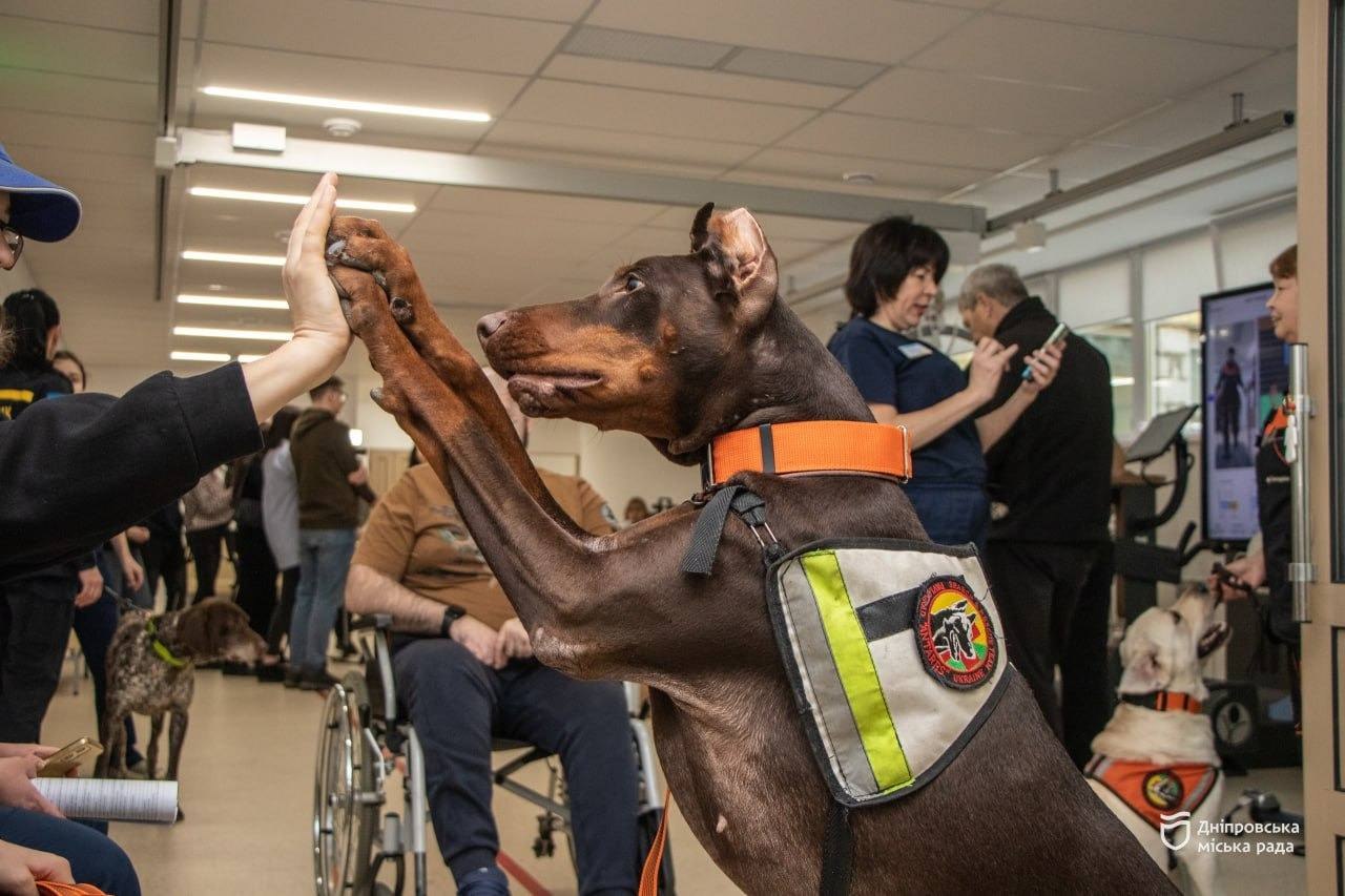 У Дніпропетровщині померла собака-рятувальник Ханна