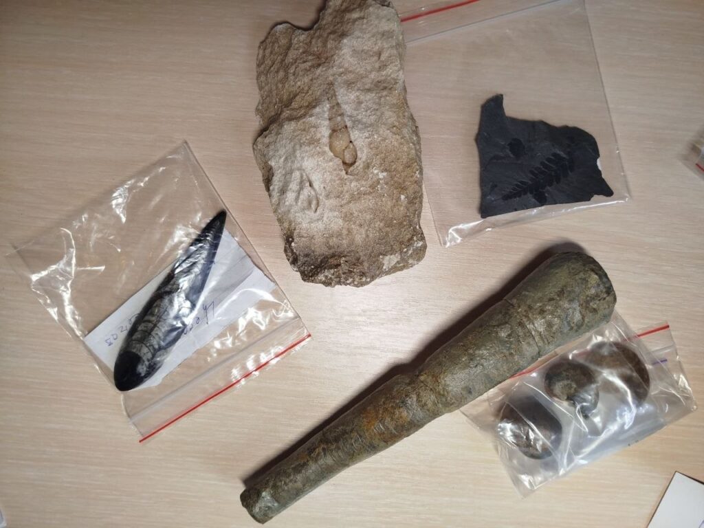 Унікальна палеонтологічна колекція поповнила музей у Дніпрі